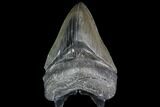 Fossil Megalodon Tooth #92690-1